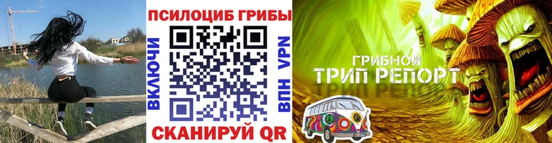 где найти наркотики  Спас-Клепики  Галлюциногенные грибы Psilocybine cubensis 